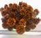 Cinnamon Scented Pinecones Variety 1 lb for Decorating, Over 40 Small Cinnamon Pine Cones for Crafts and Vase Filler Cinnamon Fragrance Pine Cones